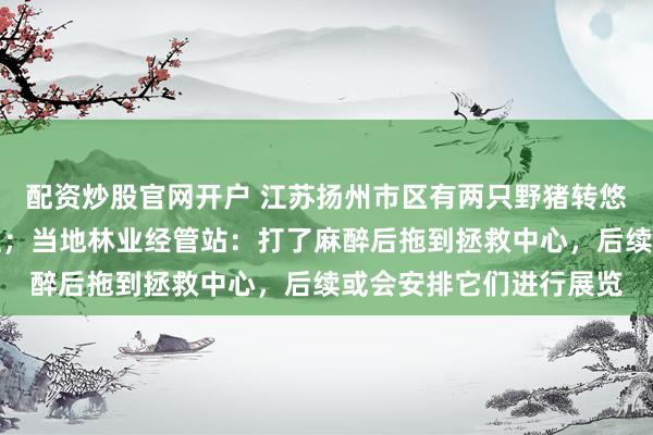 配资炒股官网开户 江苏扬州市区有两只野猪转悠，过马路时卡在护栏上；当地林业经管站：打了麻醉后拖到拯救中心，后续或会安排它们进行展览