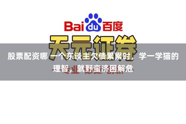 股票配资哪 一个东谈主欠债累累时，学一学猫的理智，就野蛮济困解危