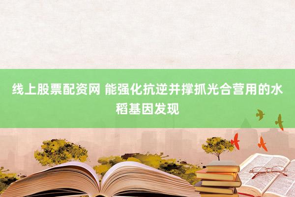 线上股票配资网 能强化抗逆并撑抓光合营用的水稻基因发现